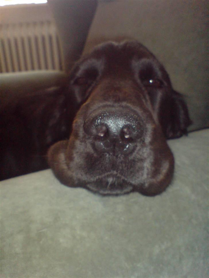 Cocker spaniel Django - Big nose:-) He he billede 19