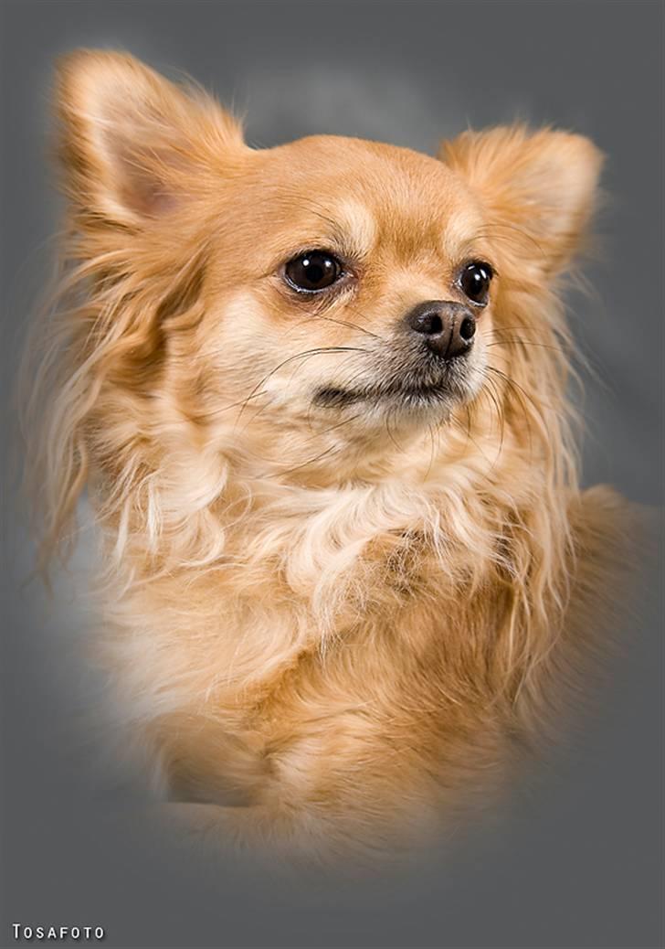 Chihuahua Birkedals Bitten - Ihh hvor jeg soler mig billede 1