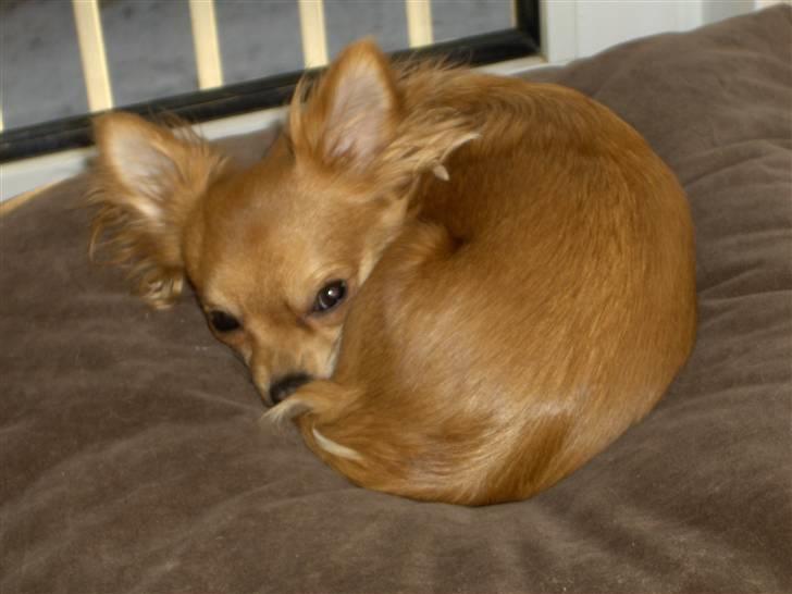 Chihuahua Birkedals Bitten - Nej! Gå væk! billede 2