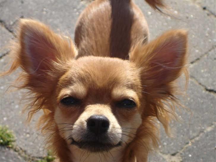 Chihuahua Birkedals Bitten - I haven! billede 4