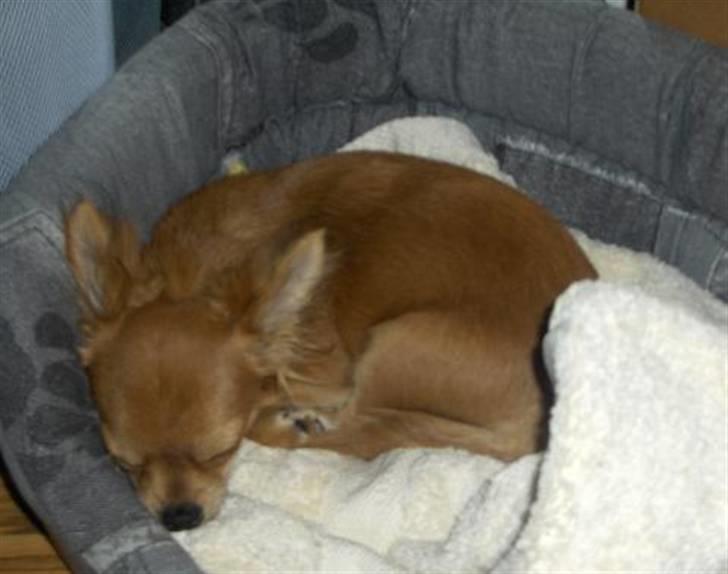 Chihuahua Birkedals Bitten - Var slet ikke særlig gammel  billede 5