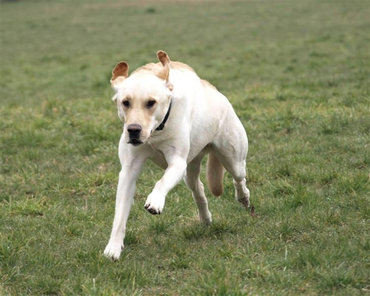 Blanding af racer Siku - Jeg er den hurtigste hund i hundeskoven - når der ikke er mynder.. billede 15