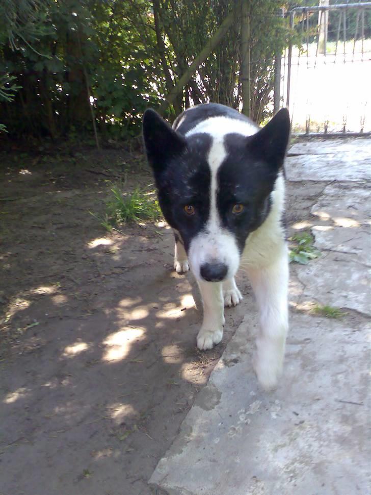 Karelsk bjørnehund Bjørnehusets Lykke *DØD* - Juni 2007 billede 14