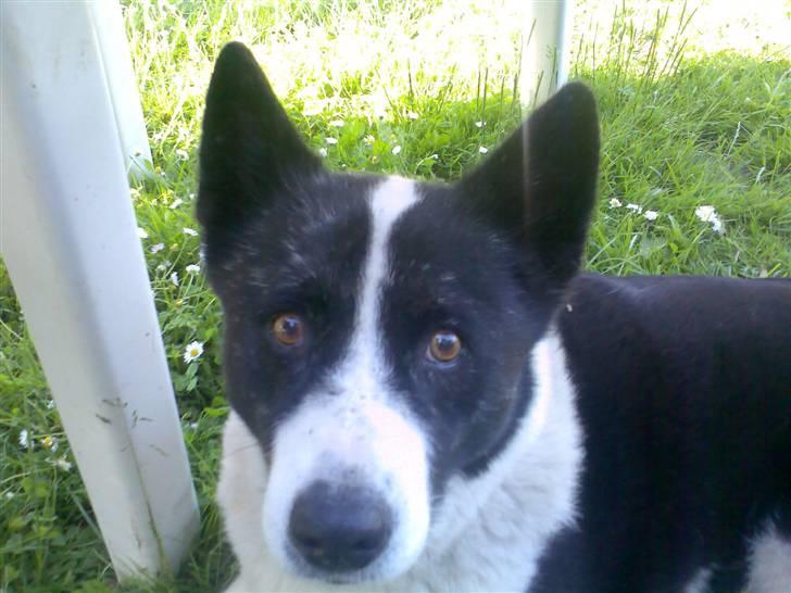 Karelsk bjørnehund Bjørnehusets Lykke *DØD* - Juni 2007 billede 15