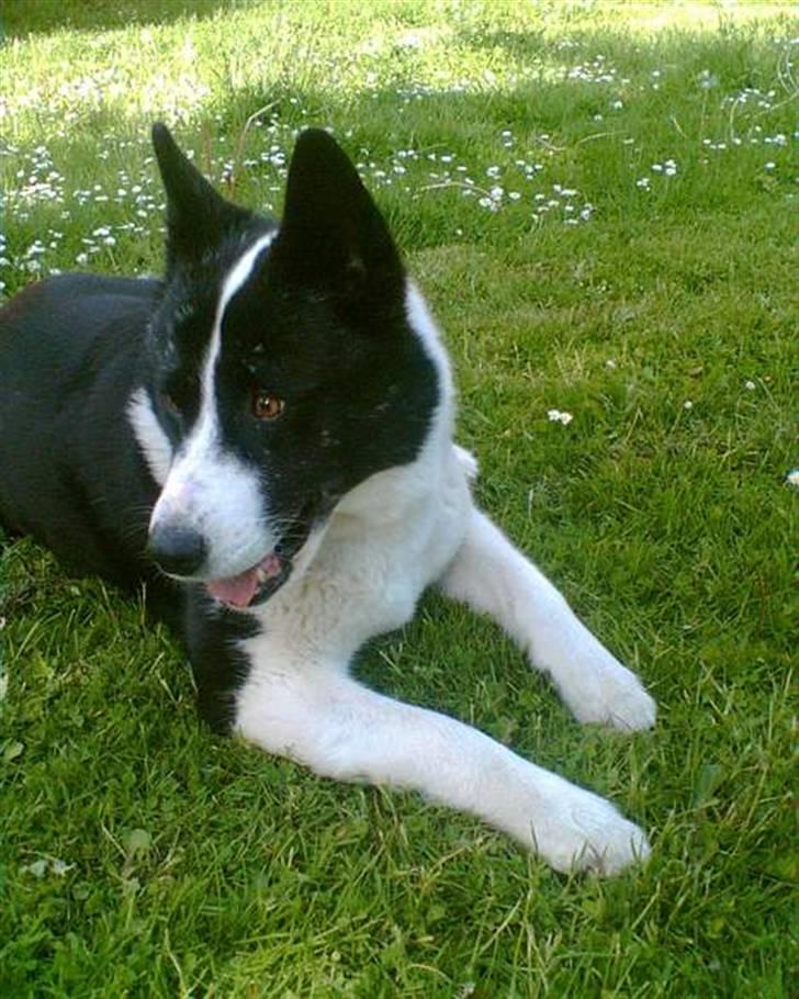 Karelsk bjørnehund Bjørnehusets Lykke *DØD* - Hvem der?! billede 16