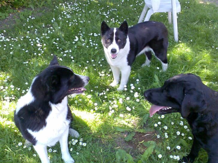 Karelsk bjørnehund Bjørnehusets Lykke *DØD* - Tendy, Lykke og Jackie billede 17