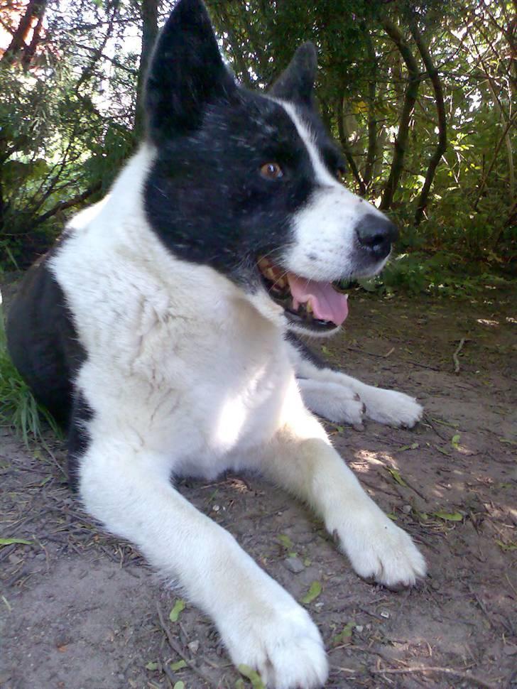 Karelsk bjørnehund Bjørnehusets Lykke *DØD* - Holder øje... billede 18