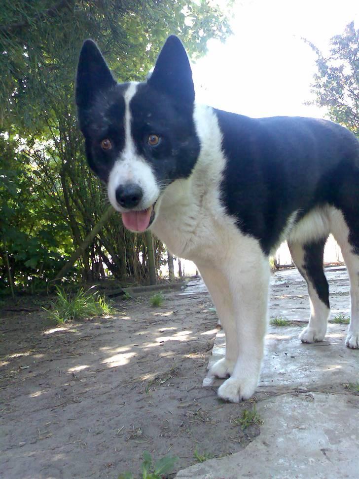 Karelsk bjørnehund Bjørnehusets Lykke *DØD* - Juni 2007 billede 19