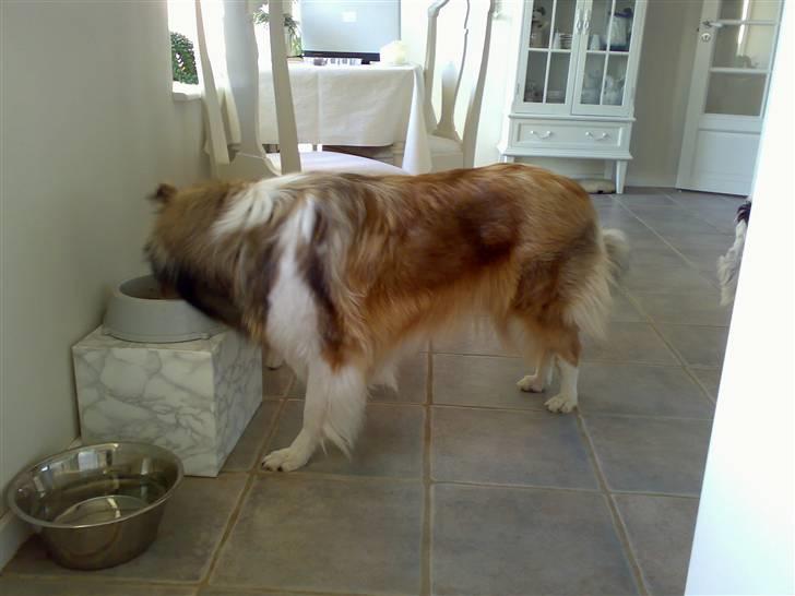 Blanding af racer Suzi/Pomkin/Money - For fin til at spise på gulvet... hun har eget bord billede 6