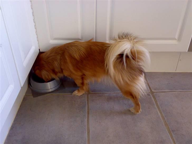 Blanding af racer Suzi/Pomkin/Money - Pomkin er ligeglad bare det gir noget at spiser...  billede 7