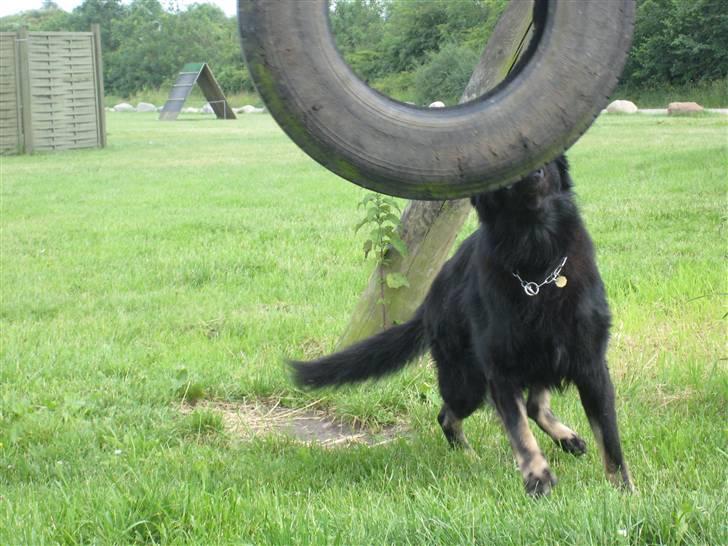Schæferhund Tobila`s Felix - Så skal der lige ruskes lidt igennem billede 12