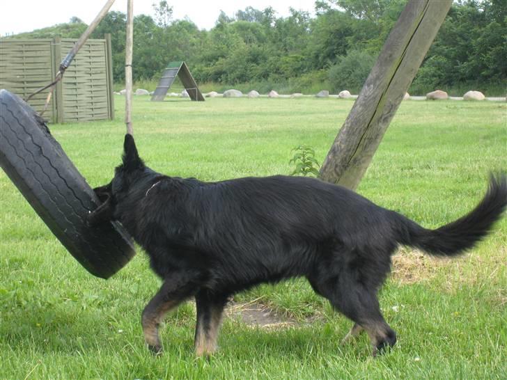 Schæferhund Tobila`s Felix - Skønt med sådan et dæk at bide i. billede 13