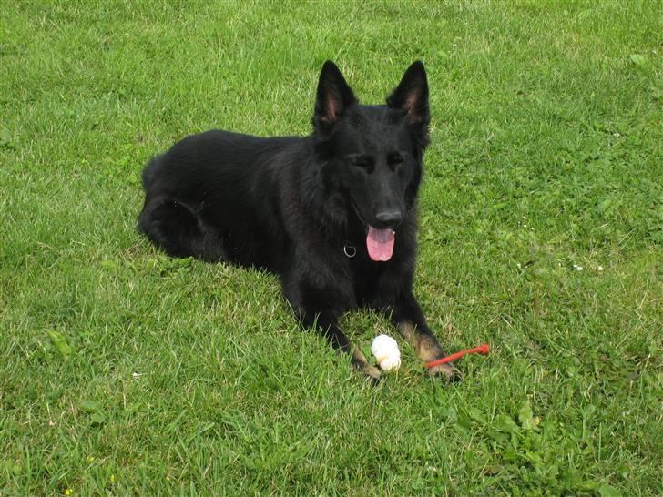 Schæferhund Tobila`s Felix - Ligger bare lige og ser godt ud. billede 14