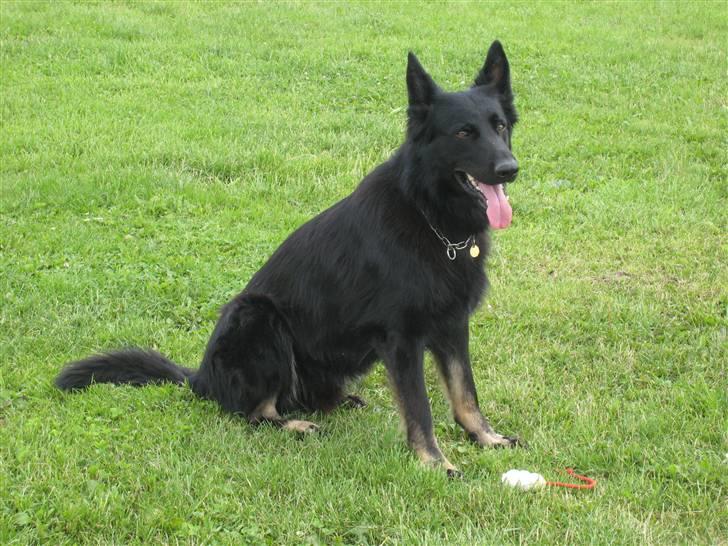 Schæferhund Tobila`s Felix - Sidder lige og ta´r en slapper. billede 15