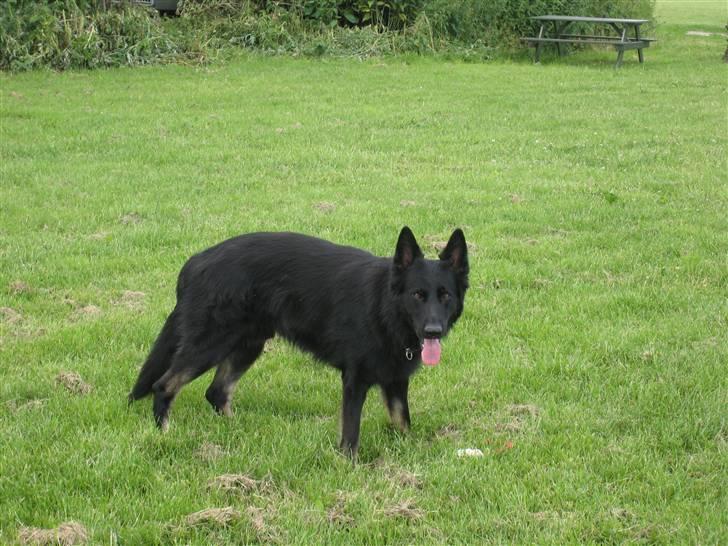 Schæferhund Tobila`s Felix - Står lige her og står. billede 16