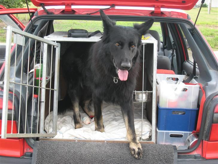 Schæferhund Tobila`s Felix - Pas bare på - her vogter jeg over " fars "bil. billede 17