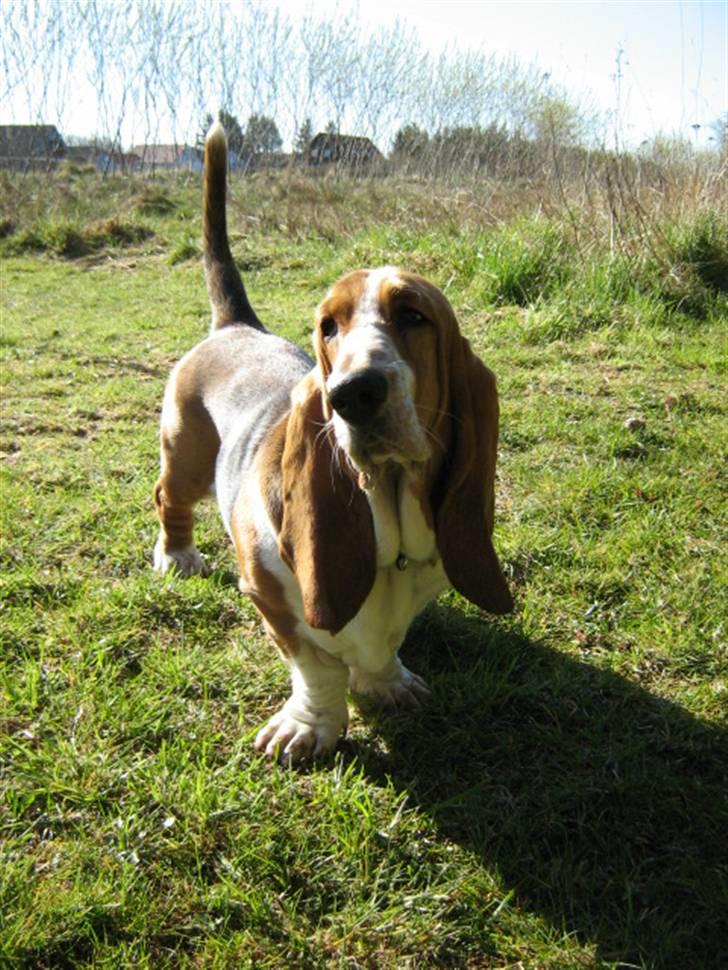 Basset hound * Nanna * - 11 måneder billede 15