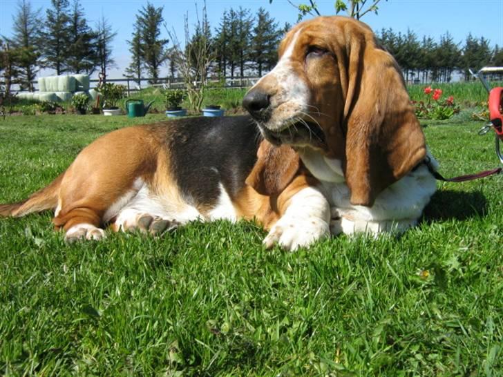 Basset hound * Nanna * billede 16