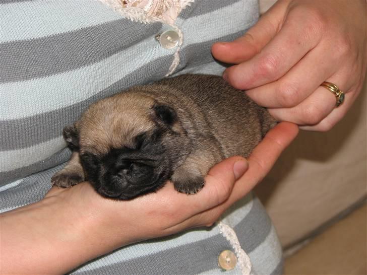 Mops Baloo - En uge gammel :-) billede 3