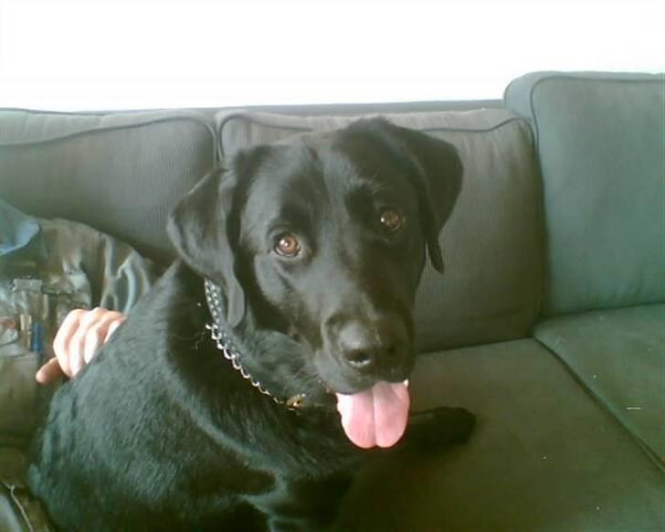 Blanding af racer Fraya - Lab/Berner 26/8-06 - 14/2-19 - Hvad mor? Har du andet end det kamera - noget der kan spises måske? billede 11