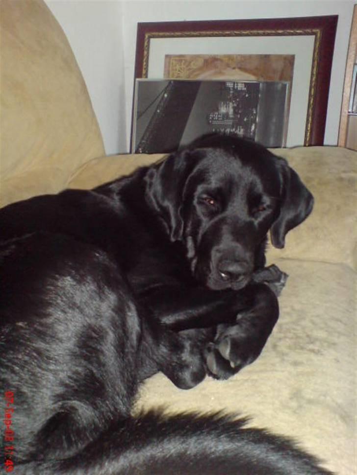 Blanding af racer Fraya - Lab/Berner 26/8-06 - 14/2-19 - Træning er HÅRDT! *NYT* billede 12