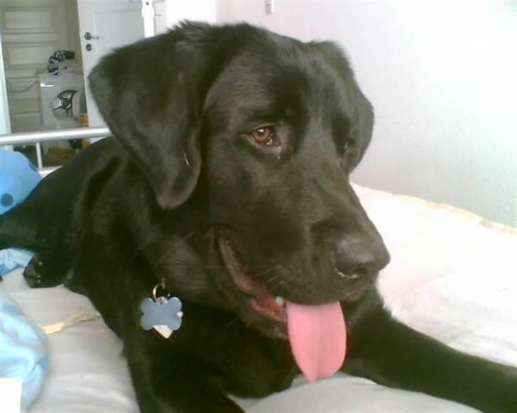 Blanding af racer Fraya - Lab/Berner 26/8-06 - 14/2-19 - Jeg er da fiiin - er jeg ikke? billede 13