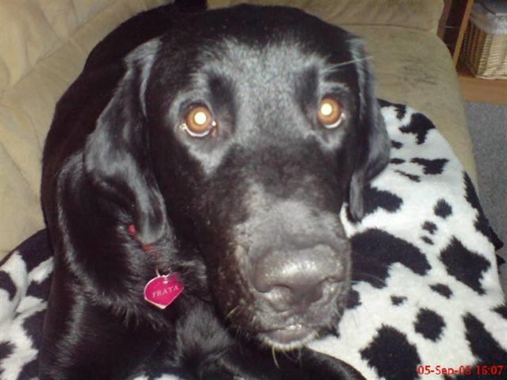 Blanding af racer Fraya - Lab/Berner 26/8-06 - 14/2-19 - Se så sølle jeg ser ud! *NYT* billede 14