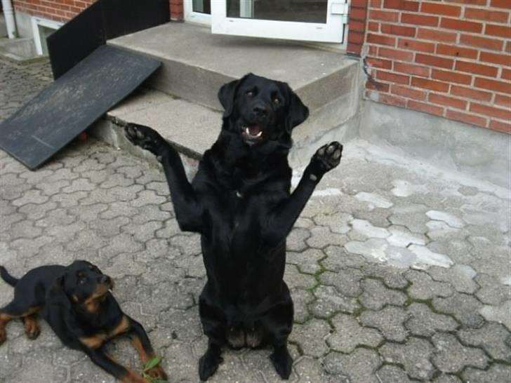 Blanding af racer Fraya - Lab/Berner 26/8-06 - 14/2-19 - Jeg sidder lige pænt - jeg er bare så sød :) (18/8-10) billede 15