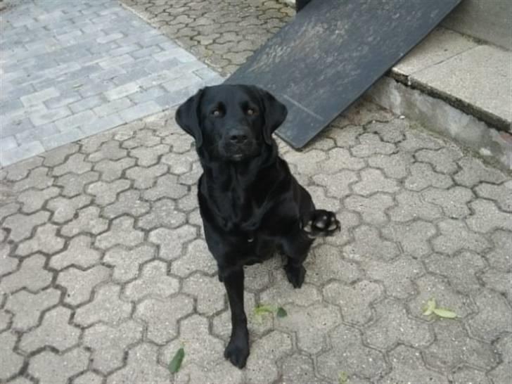 Blanding af racer Fraya - Lab/Berner 26/8-06 - 14/2-19 - Vinke vinke :) (18/8-10) billede 16