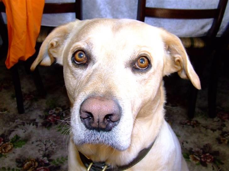 Blanding af racer Vaks billede 6