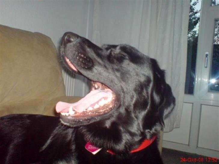 Blanding af racer Fraya - Lab/Berner 26/8-06 - 14/2-19 - Lalalalalala jeg synger da lige! *NYT* billede 17