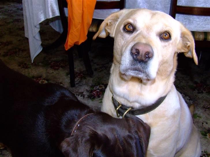 Blanding af racer Vaks billede 7