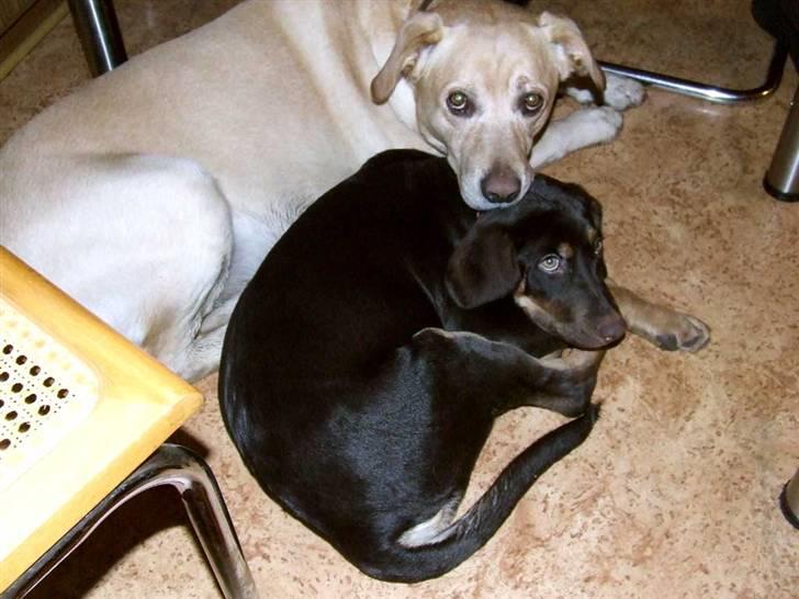 Blanding af racer Vaks billede 8