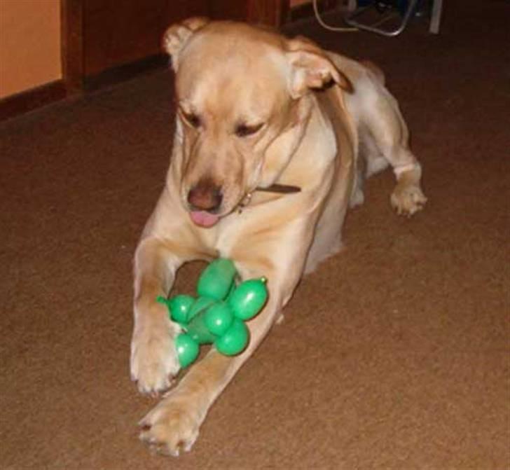 Blanding af racer Vaks billede 10