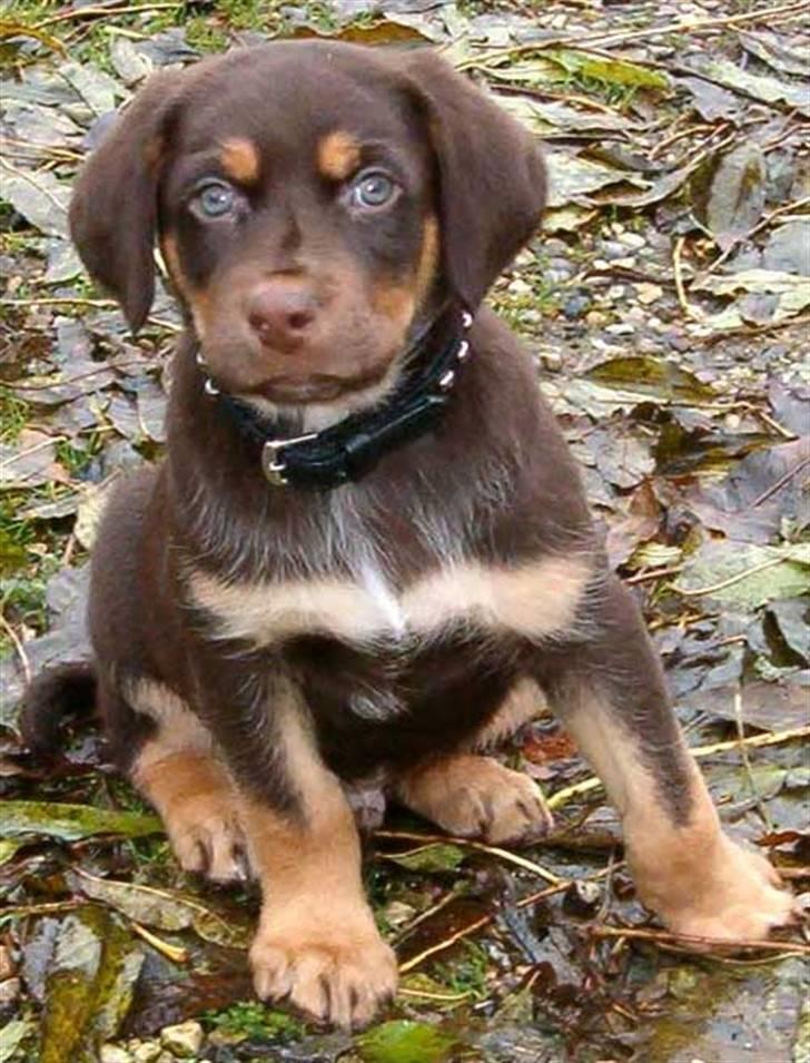 Blanding af racer Oy billede 1