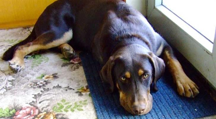 Blanding af racer Oy billede 2