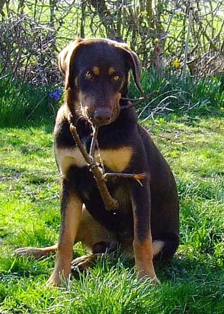 Blanding af racer Oy billede 3