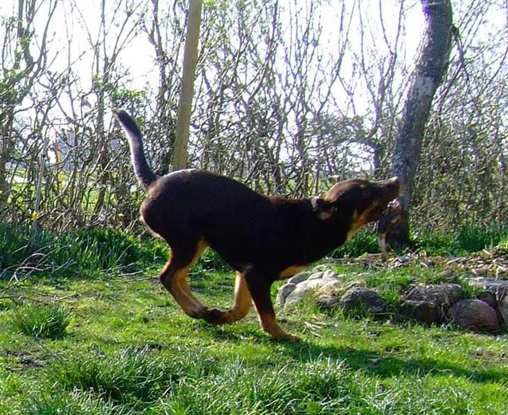 Blanding af racer Oy billede 4