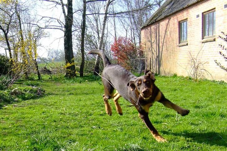 Blanding af racer Oy billede 5