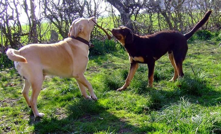 Blanding af racer Oy billede 6