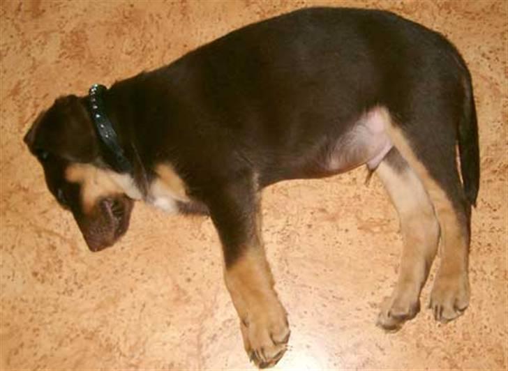 Blanding af racer Oy billede 7