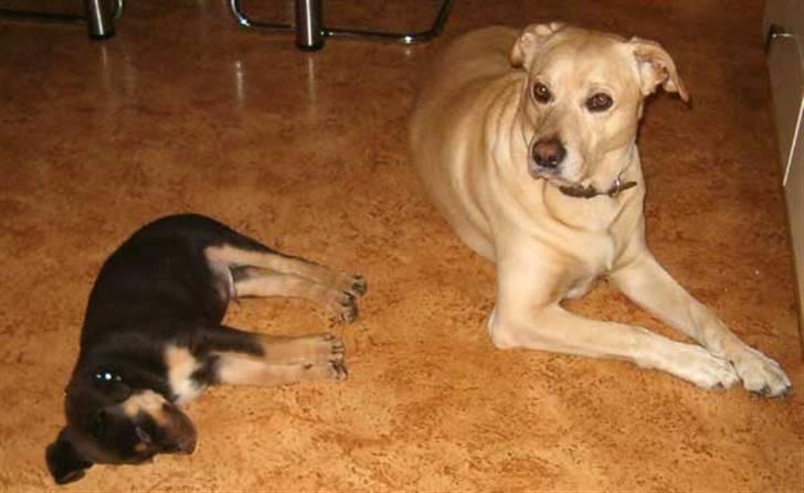 Blanding af racer Oy billede 8