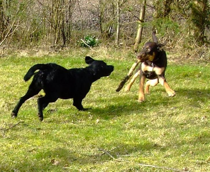 Blanding af racer Oy billede 10