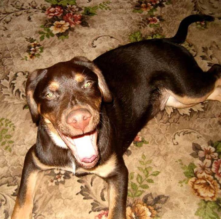 Blanding af racer Oy billede 11