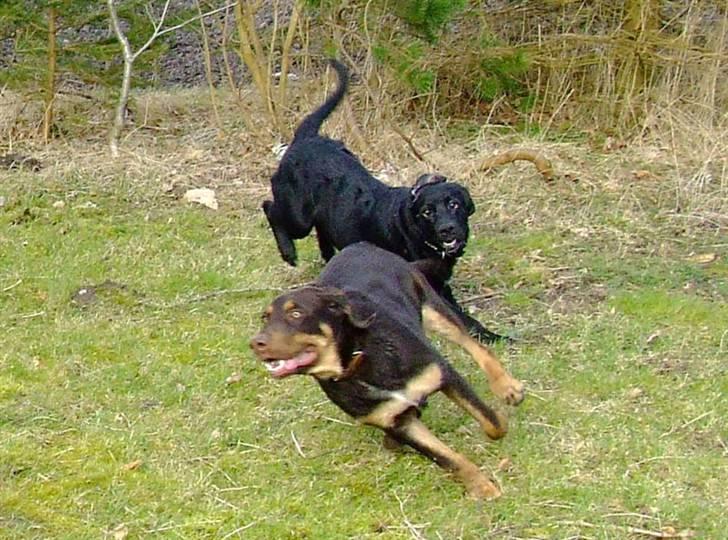 Blanding af racer Oy billede 12