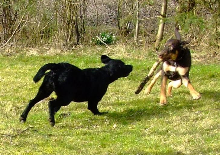 Blanding af racer Oy billede 13