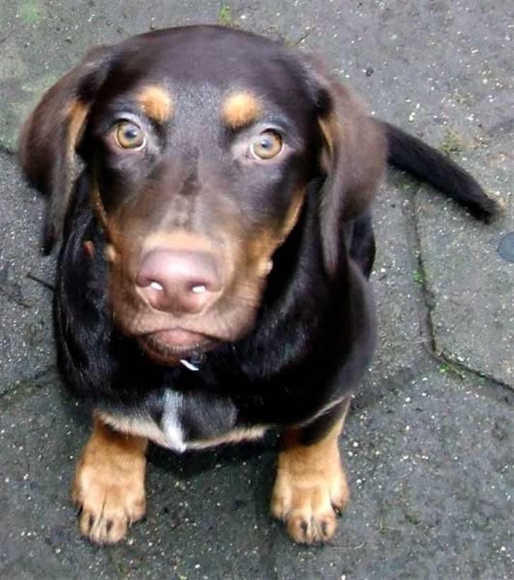 Blanding af racer Oy billede 14