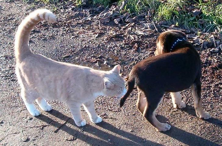 Blanding af racer Oy billede 15