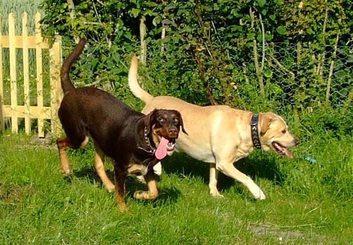 Blanding af racer Oy billede 16