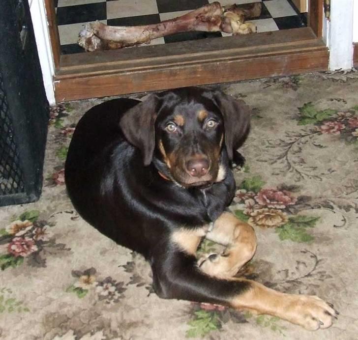 Blanding af racer Oy billede 17